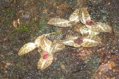 Porpax jerdoniana